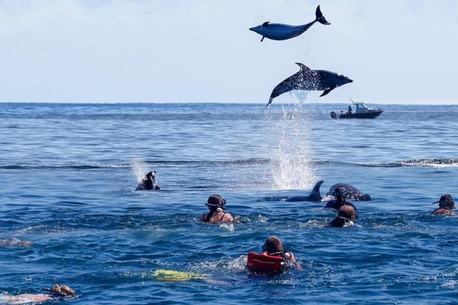 Zanzibar Dolphin Safari