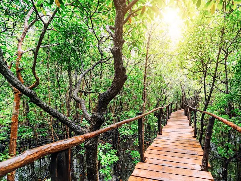 Jozani Forest Zanzibar